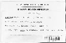 Uromyces viciae-fabae image