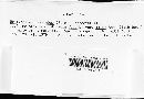 Uromyces viciae-fabae image