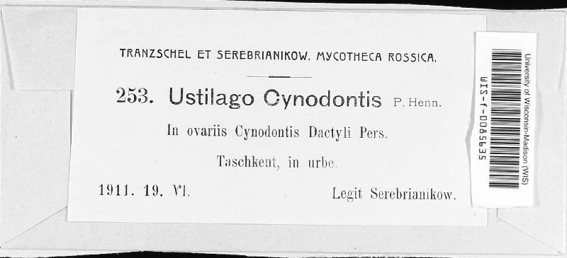 Ustilago cynodontis image