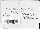 Microbotryum goeppertianum image