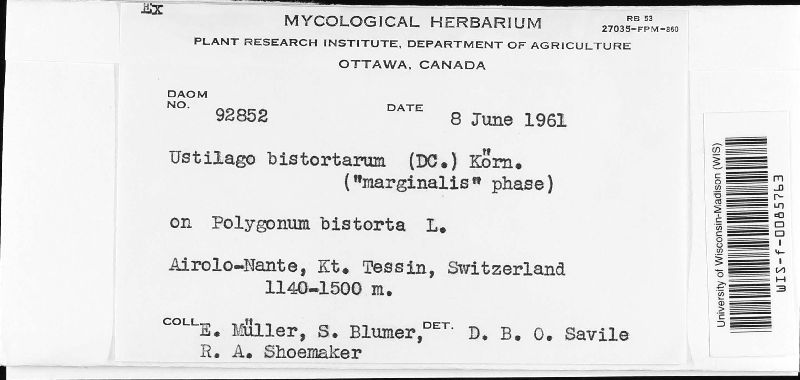 Microbotryum bistortarum image