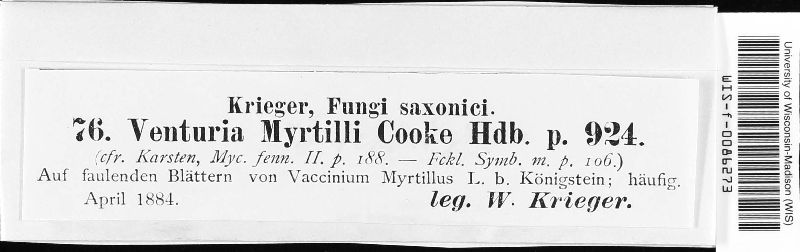 Gibbera myrtilli image