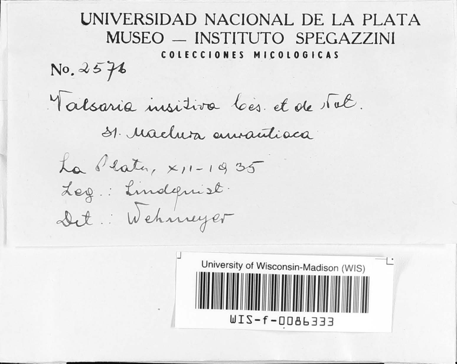 Valsaria insitiva image