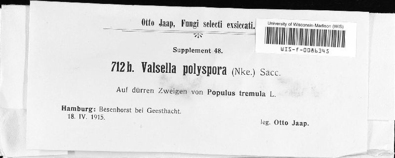 Valsella image