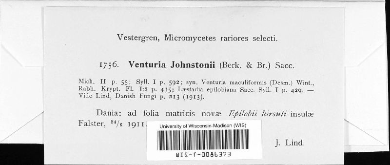 Venturia maculiformis image