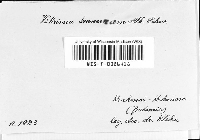 Vibrisseaceae image