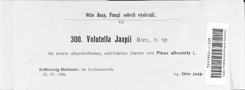 Volutella jaapii image