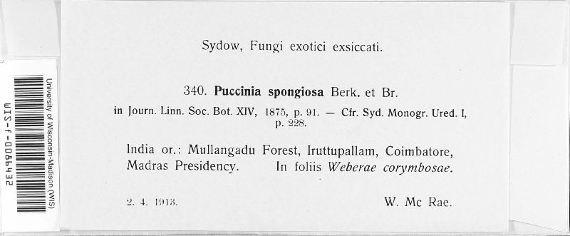Puccinia spongiosa image