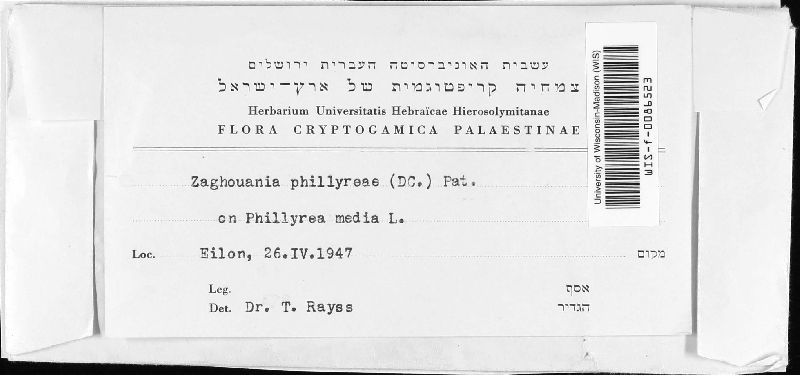 Zaghouania image
