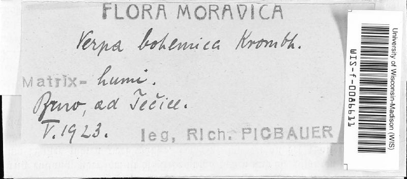 Verpa bohemica image