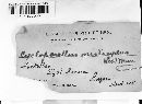 Image of Hymenochaete microcycla