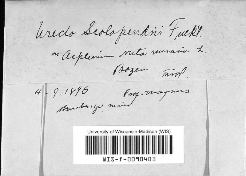 Milesina scolopendrii image