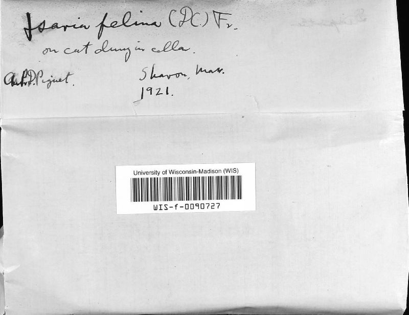 Beauveria felina image