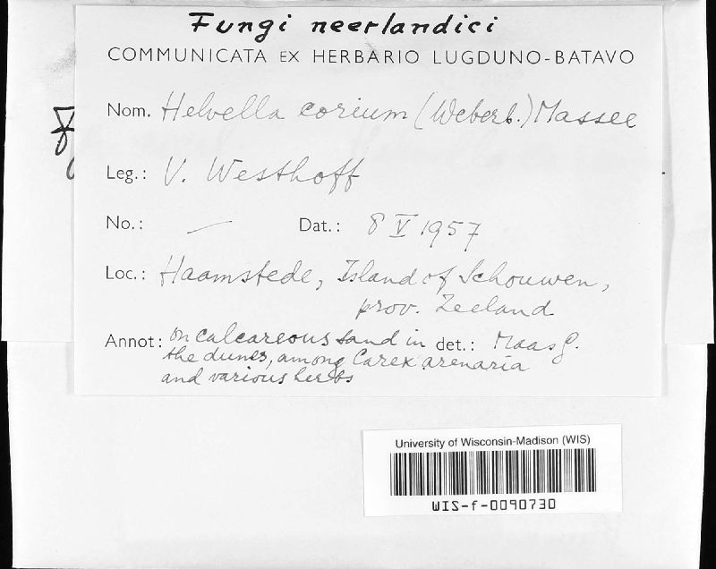Helvella corium image