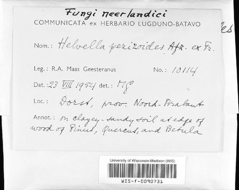 Helvella pezizoides image
