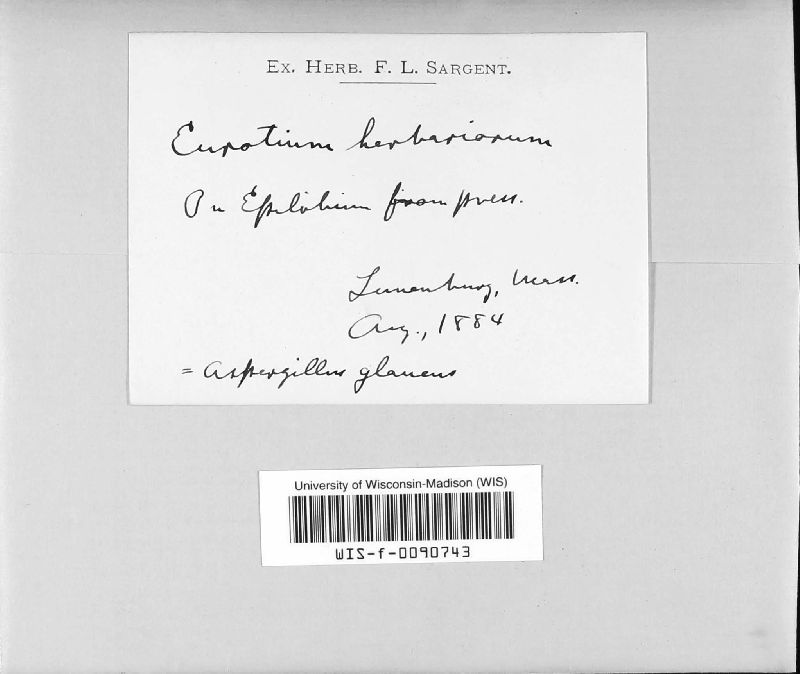 Eurotium herbariorum image