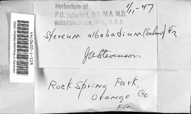 Stereum albobadium image