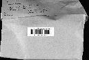 Image of Penicillium