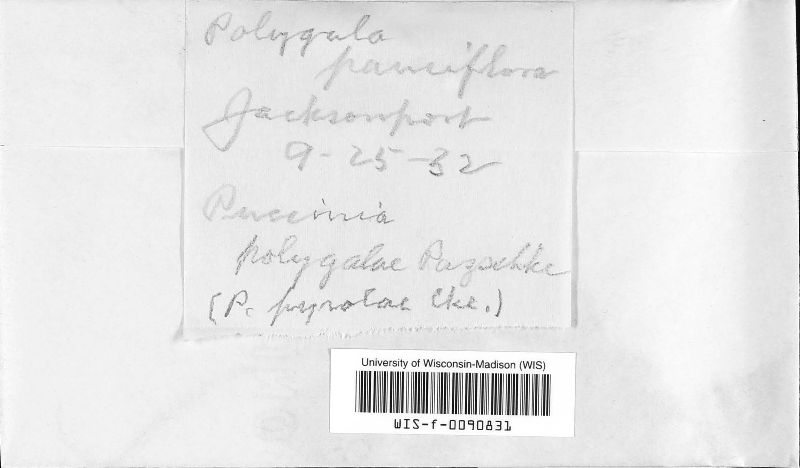 Puccinia polygalae image