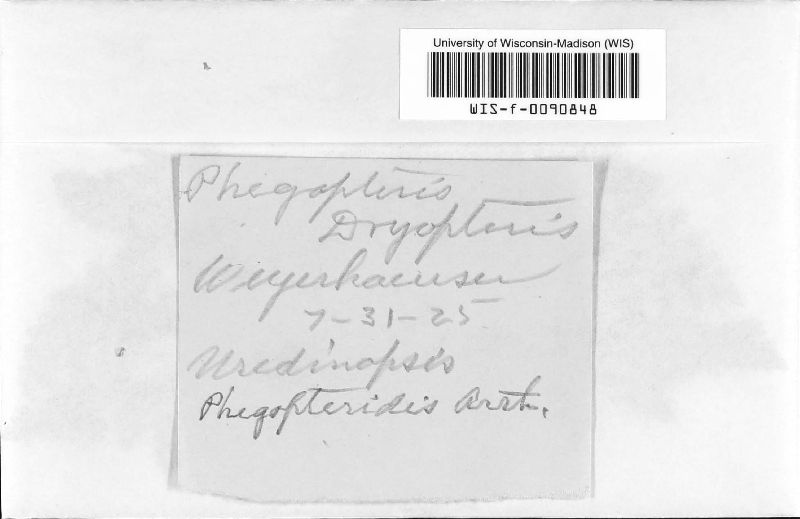 Uredinopsis phegopteridis image