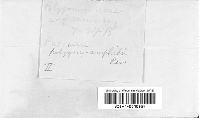 Puccinia polygoni-amphibii image