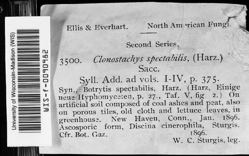 Clonostachys spectabilis image