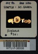 Russula versicolor image